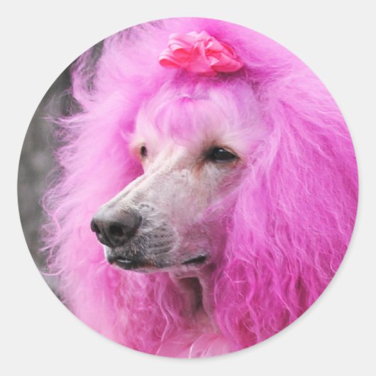 プードルデイ2010 #11 ラウンドシール (正面)