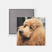 プードルデイ2010 #19 マグネット (正面/裏面)