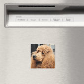 プードルデイ2010 #19 マグネット (インサイチュ (食洗機))