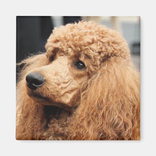 プードルデイ2010 #19 マグネット (正面)