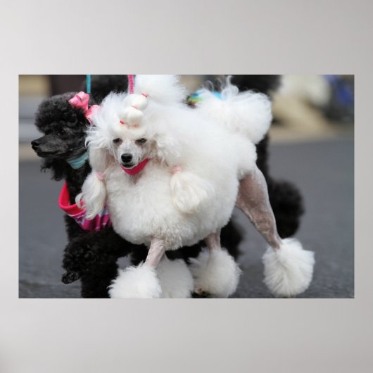 プードルデイ2010 #6 ポスター (正面)