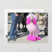 プードルデイ2016 - Barnes – ピンク標準プードル ポストカード (正面/裏面)