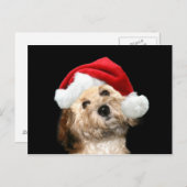 プードルミックスクリスマス シーズンポストカード (正面/裏面)