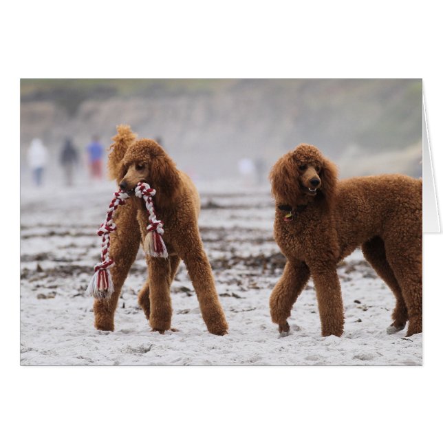 プードル日2010 #10 (正面横)