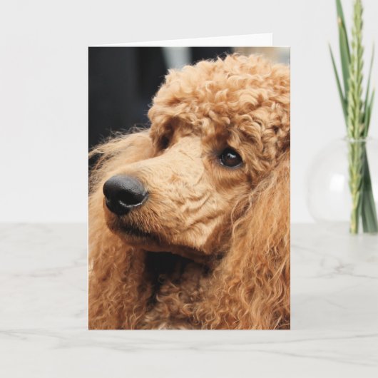 プードル日2010 #19 カード (正面)