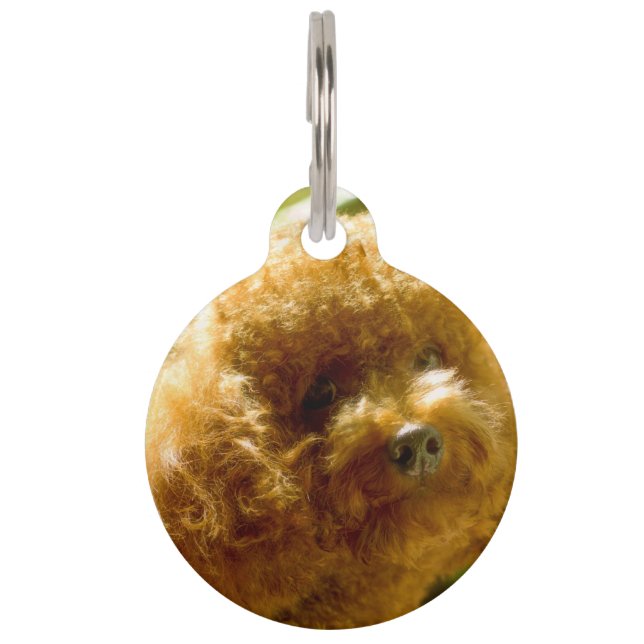 プードル犬。 ペット　ネームタグ (正面)