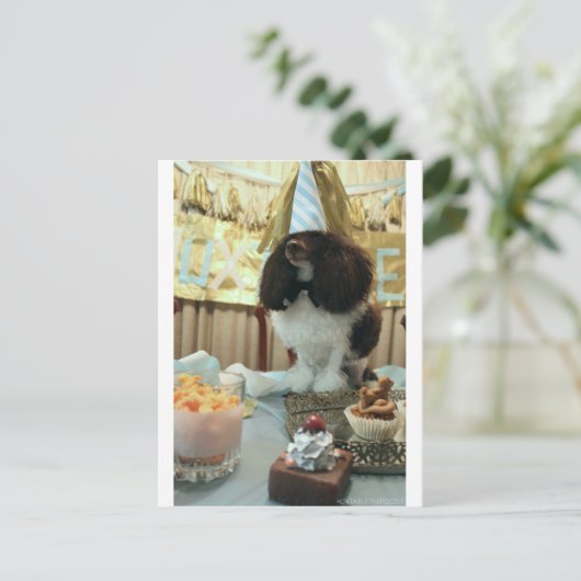 プードル誕生日葉書 ポストカード (スタンド正面)