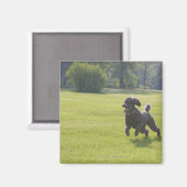 プードル遊フリスビー マグネット (正面/裏面)