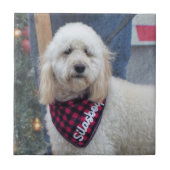 プードル タイル (正面)