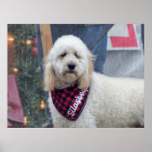 プードル ポスター (正面)