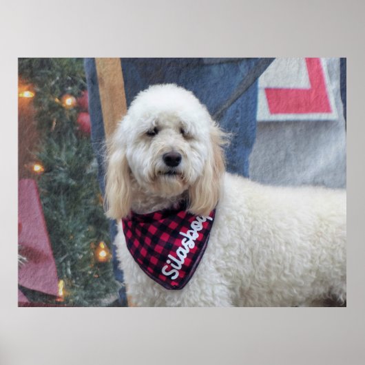 プードル ポスター (正面)