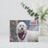 プードル ポストカード (スタンド正面)