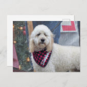 プードル ポストカード (正面/裏面)