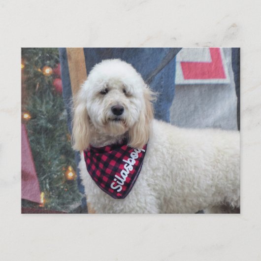 プードル ポストカード (正面)