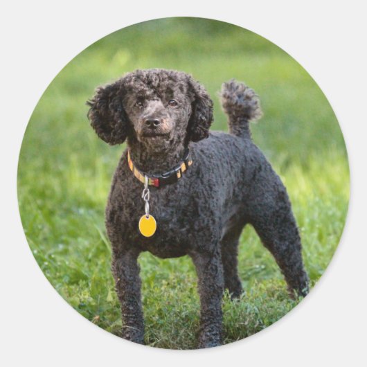 プードル ラウンドシール (正面)