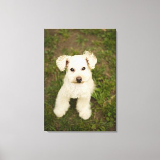 プードル（白） キャンバスプリント (正面)