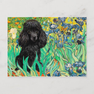 プードル(黒1) - Irises ポストカード