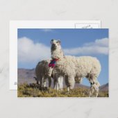 プーナの装飾されたラマの群れ、アンデス山脈 ポストカード (正面/裏面)