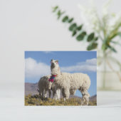 プーナの装飾されたラマの群れ、アンデス山脈 ポストカード (スタンド正面)