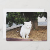 プーピングキャットフラットホリデーカード シーズンカード (正面)