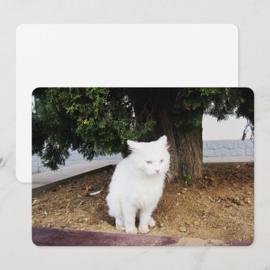 プーピングキャットフラットホリデーカード シーズンカード (正面/裏面)