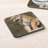 プーマまたはマウンテンライオン、プーマの色、捕虜 –  コースター (左側)