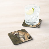 プーマまたはマウンテンライオン、プーマの色、捕虜 –  コースター (右側)