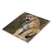 プーマまたはマウンテンライオン、プーマの色、捕虜 –  タイル (側面)