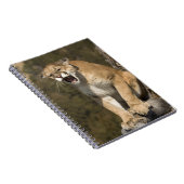 プーマまたはマウンテンライオン、プーマの色、捕虜 –  ノートブック (右側)