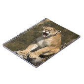 プーマまたはマウンテンライオン、プーマの色、捕虜 –  ノートブック (左側)