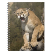 プーマまたはマウンテンライオン、プーマの色、捕虜 – ノートブック (正面)