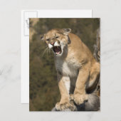 プーマまたはマウンテンライオン、プーマの色、捕虜 –  ポストカード (正面/裏面)