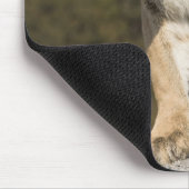 プーマまたはマウンテンライオン、プーマの色、捕虜 –  マウスパッド (コーナー)