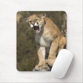 プーマまたはマウンテンライオン、プーマの色、捕虜 –  マウスパッド (マウス)