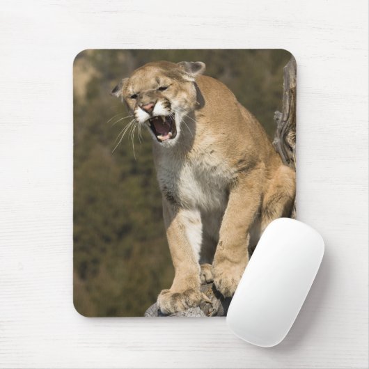 プーマまたはマウンテンライオン、プーマの色、捕虜 – マウスパッド (マウス)
