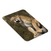 プーマまたはマウンテンライオン、プーマの色、捕虜 – マグネット (右側)