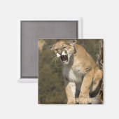 プーマまたはマウンテンライオン、プーマの色、捕虜 –  マグネット (正面/裏面)