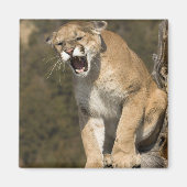 プーマまたはマウンテンライオン、プーマの色、捕虜 – マグネット (正面)