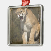 プーマまたはマウンテンライオン、プーマの色、捕虜 –  メタルオーナメント (左)