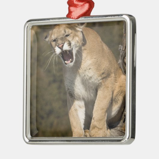 プーマまたはマウンテンライオン、プーマの色、捕虜 –  メタルオーナメント (左)