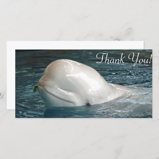 プールからのかわいいシロイルカのクジラの棒の顔 サンキューカード (正面/裏面)