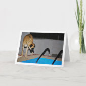 プールにいる犬 カード (正面)