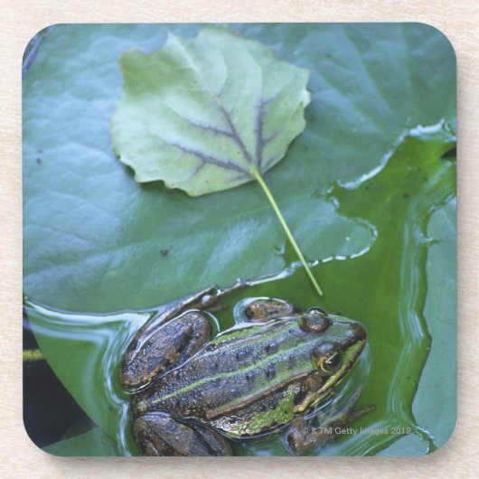 プールのカエル、Amperauen、ドイツ コースター (正面)