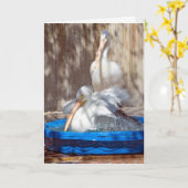 プールのモモイロペリカン カード (黄色い花)