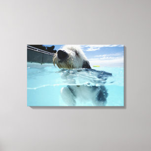 プールの犬の水泳 キャンバスプリント