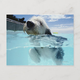 プールの犬の水泳 ポストカード