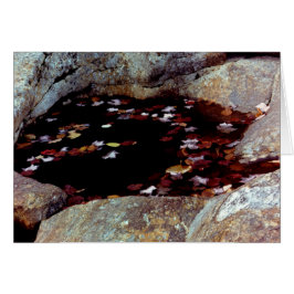 プールカード内の紅葉