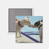 プールサイドキスをするの犬たち マグネット (正面/裏面)
