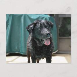 プールデッキに置かれた可愛いハッピーウェットブラックラボ ポストカード