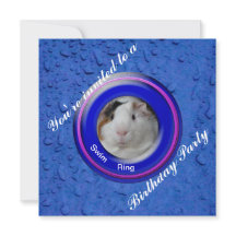 プールパーティーモルモット